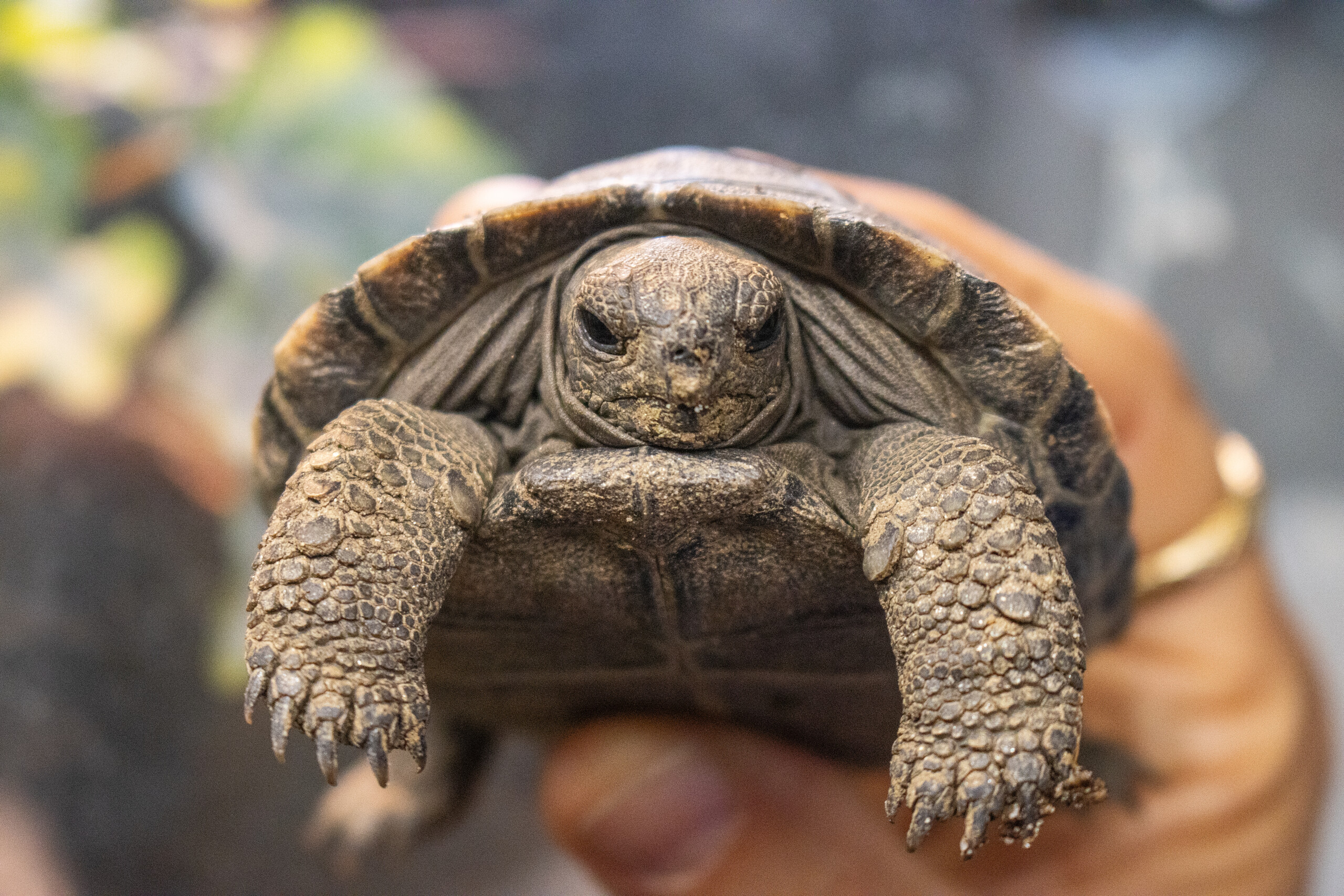 A Western Santa Cruz Galapagos tortoise hatchling in its habitat at the Reptile and Amphibian House at Philadelphia Zoo.