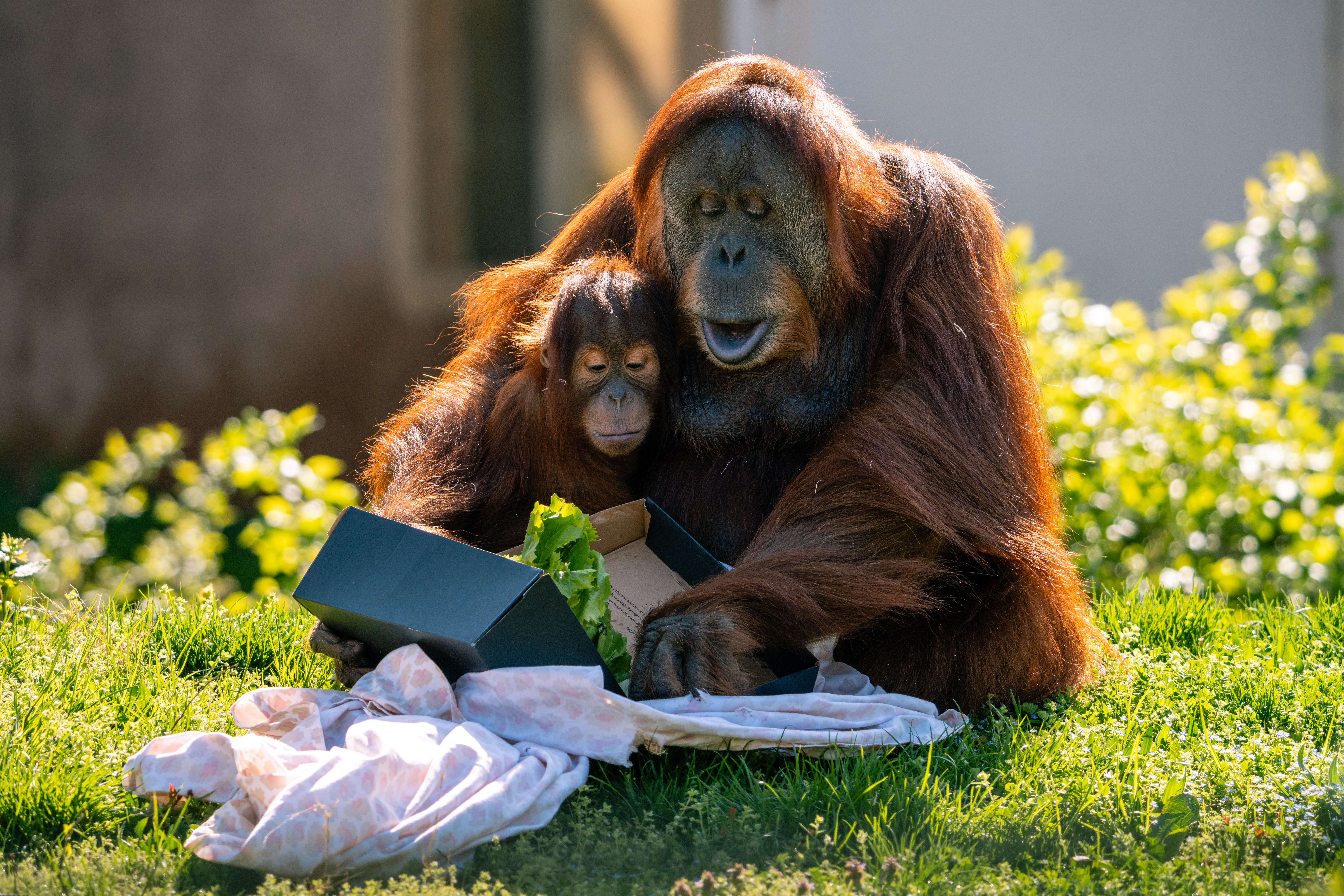 Sumatran orangutans Jambi and Tua eat from an enrichment feeder in the yard of PECO Primate Reserve at Philadelphia Zoo.