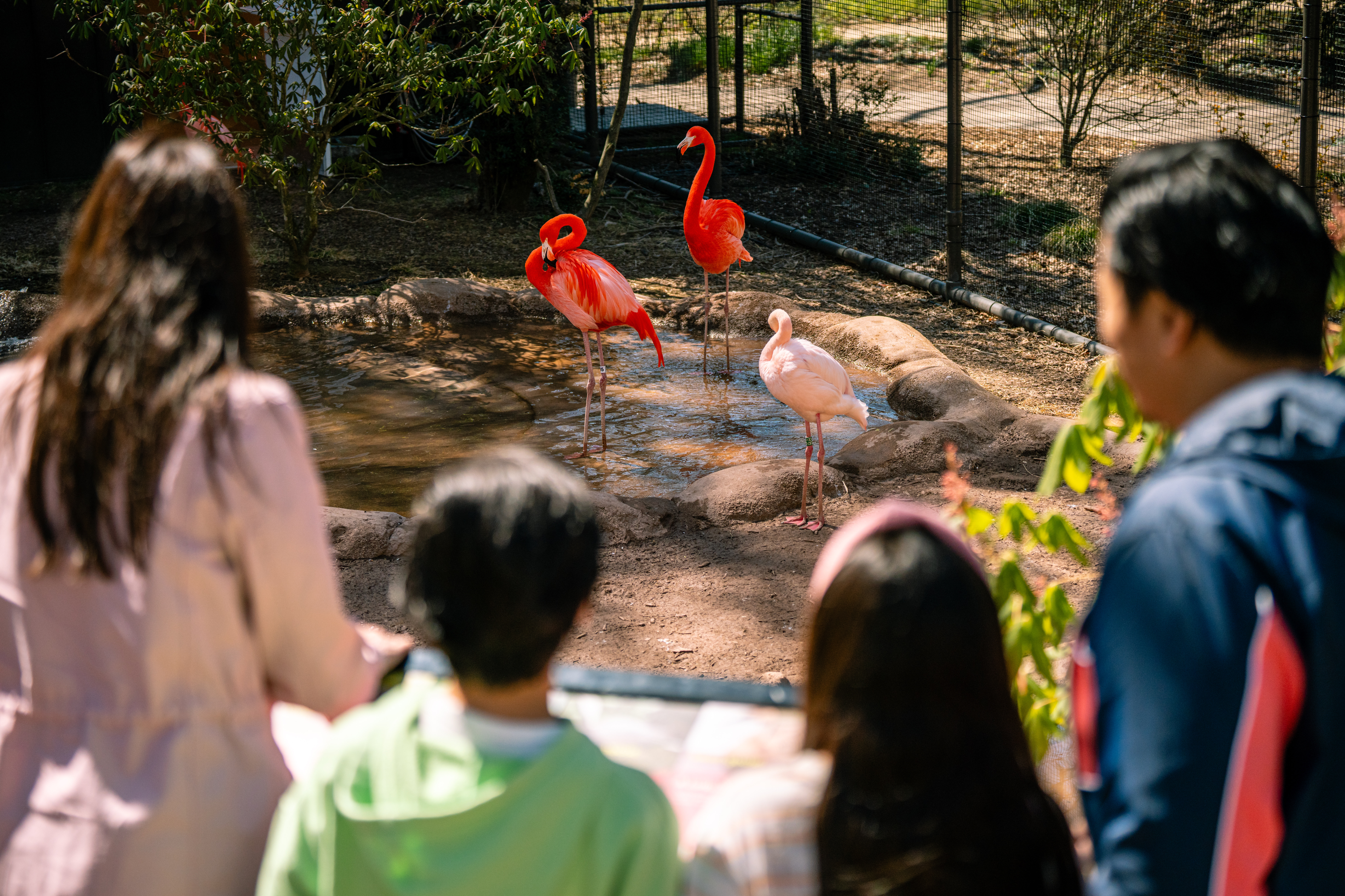A family visits Flamingo Cove, a walkthrough attraction at Philadelphia Zoo.