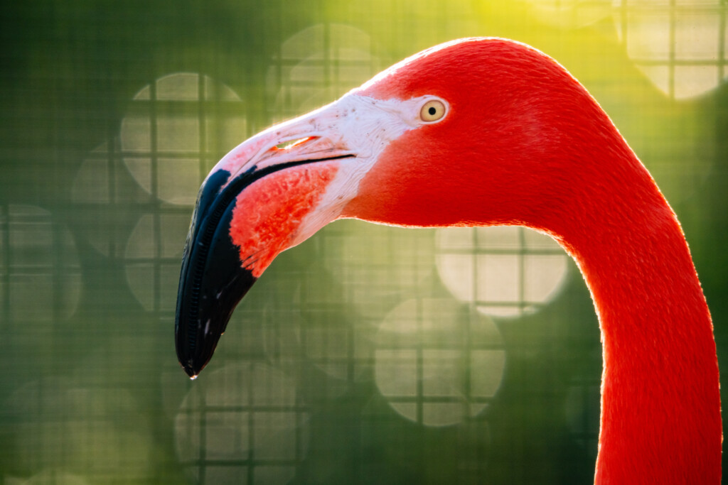 Flamingo Flow – Yoga at Philadelphia Zoo