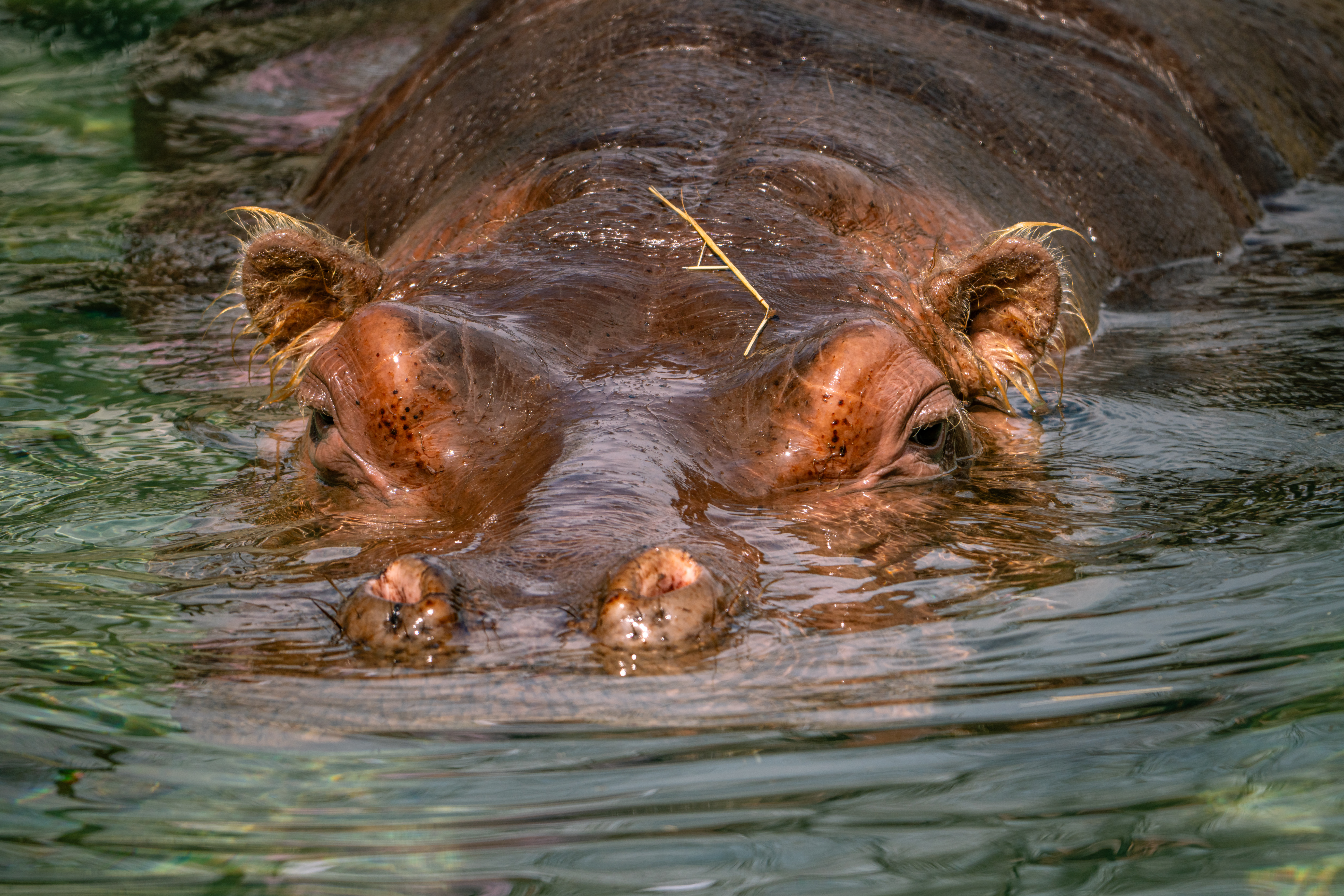 A hippo submerged in the pool in its habitat in African Plains at Philadelphia Zoo.
